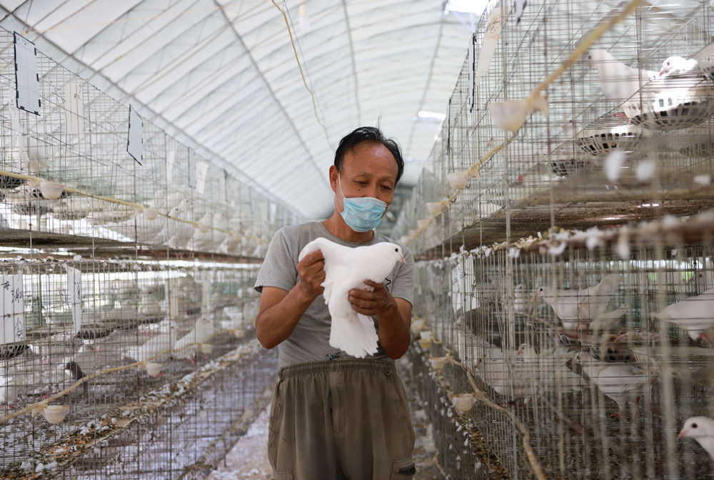 河北广宗：特色养殖助农增收