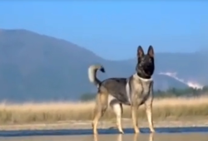 被偷的警犬找到了！网友：算不算“袭警”？