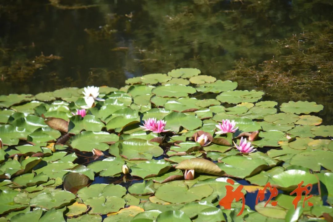 哈尔滨有一处“莫奈的池塘”,只能白天来,因为…… 哈尔滨有一处“莫奈的池塘”,只能白天来,因为……