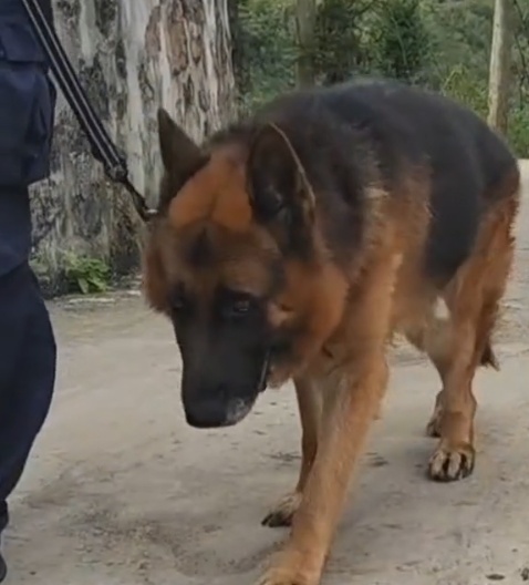 被偷的警犬找到了！网友：算不算“袭警”？