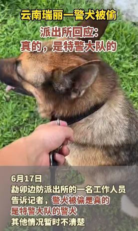 被偷的警犬找到了！网友：算不算“袭警”？