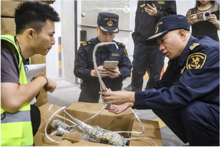 文莱冻黑虎虾、龙虾都来了!重庆铁路口岸迎首次进口冻水产 文莱冻黑虎虾、龙虾都来了!重庆铁路口岸迎首次进口冻水产