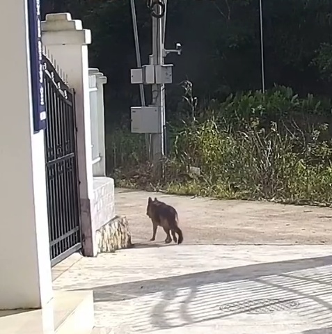 被偷的警犬找到了！网友：算不算“袭警”？