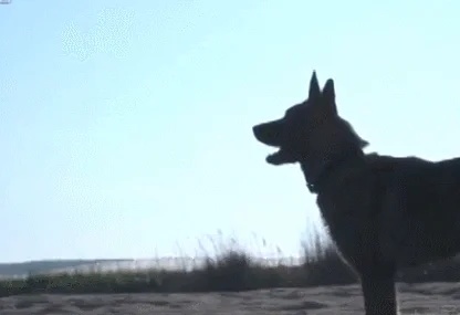 被偷的警犬找到了！网友：算不算“袭警”？