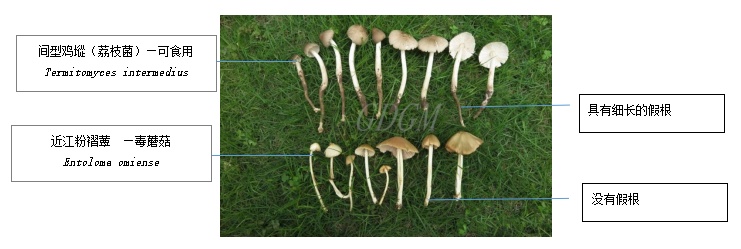 有毒！小心冒牌“荔枝菌”，广东已有人中招