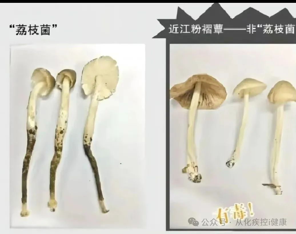 有毒！小心冒牌“荔枝菌”，广东已有人中招