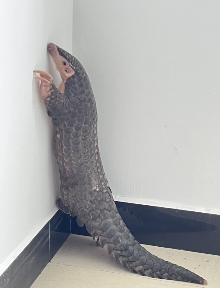 村民发现国家一级保护动物穿山甲，赣州警方介入