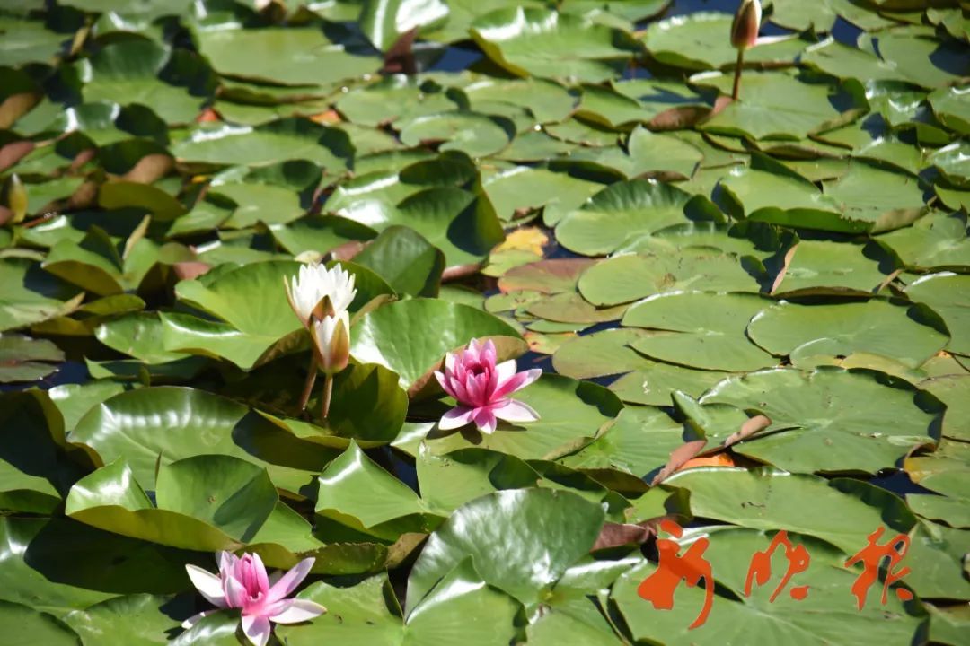 哈尔滨有一处“莫奈的池塘”,只能白天来,因为…… 哈尔滨有一处“莫奈的池塘”,只能白天来,因为……