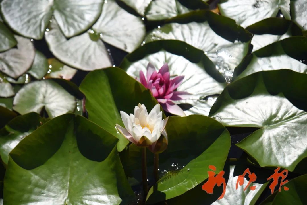 哈尔滨有一处“莫奈的池塘”,只能白天来,因为…… 哈尔滨有一处“莫奈的池塘”,只能白天来,因为……