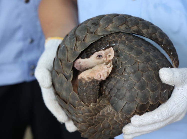 村民发现国家一级保护动物穿山甲，赣州警方介入