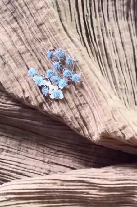 头皮发麻！阳台晾干的裙子爬满蓝色小虫，很多地方都有……