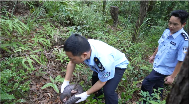 村民发现国家一级保护动物穿山甲，赣州警方介入