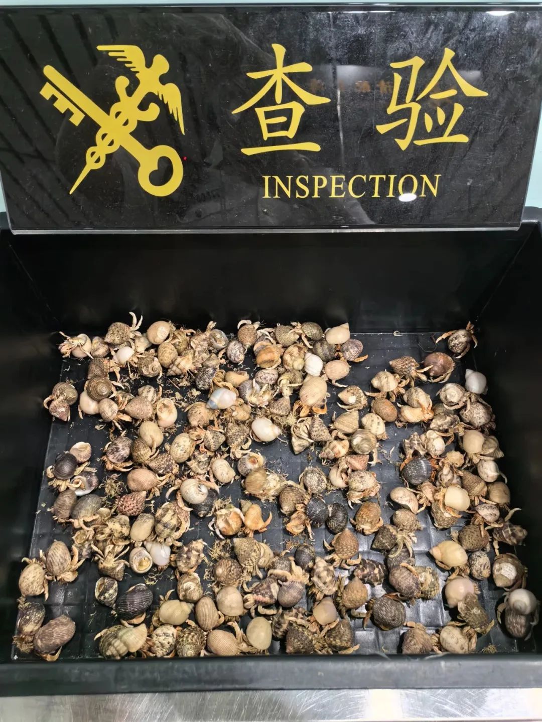 “吸血鬼”被截获！