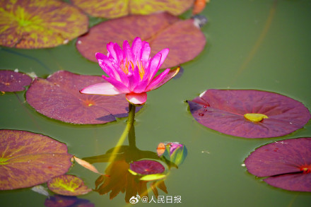 花花开出了高饱和度的夏天