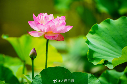 花花开出了高饱和度的夏天