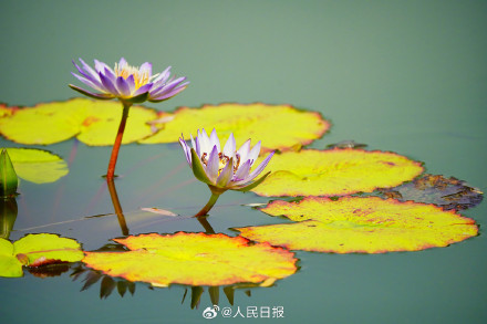 花花开出了高饱和度的夏天