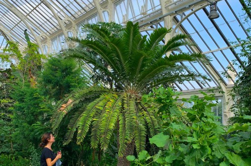 AI帮世界上“最孤独”植物找对象 AI帮世界上“最孤独”植物找对象