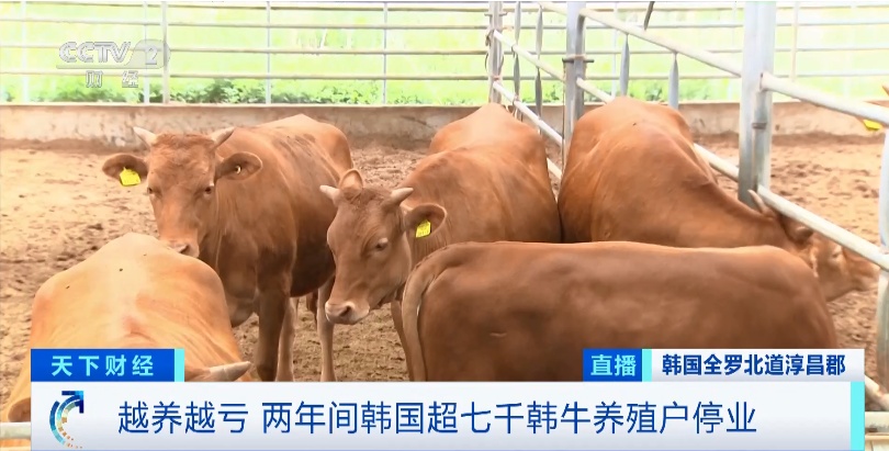 韩牛批发价“跌跌不休”!养一头损失超7000元!养殖户:越养越亏 韩牛批发价“跌跌不休”!养一头损失超7000元!养殖户:越养越亏