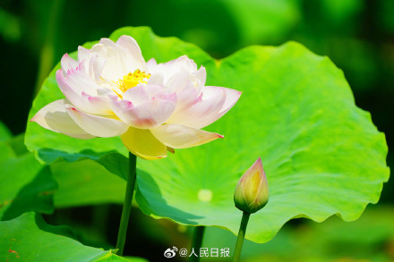 花花开出了高饱和度的夏天