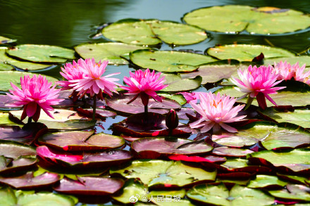 花花开出了高饱和度的夏天