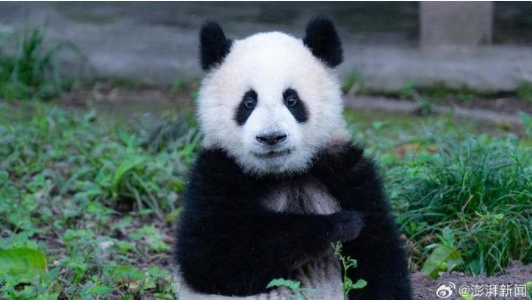国家林草局：包括旅外在内的大熊猫圈养种群，不存在近亲繁殖