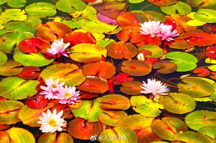 花花开出了高饱和度的夏天
