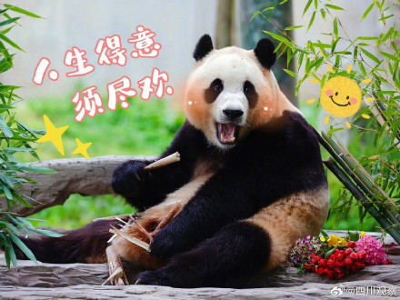 福宝表情包上新了！假如你的上班搭子是熊猫
