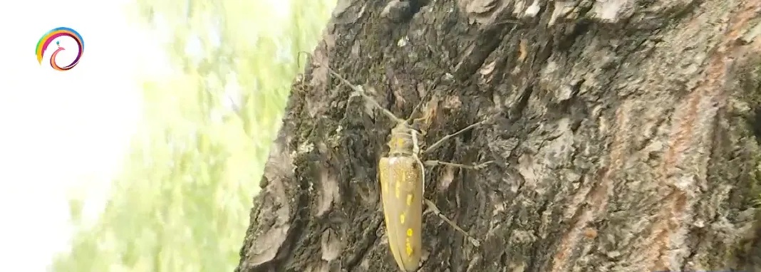 抓一只金龟子奖一元钱,真的假的?昆明大观公园回应来了! 抓一只金龟子奖一元钱,真的假的?昆明大观公园回应来了!