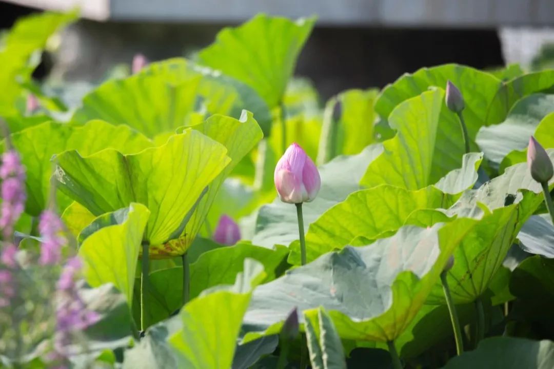 夏至 | 暑气渐盛，夏日悠长