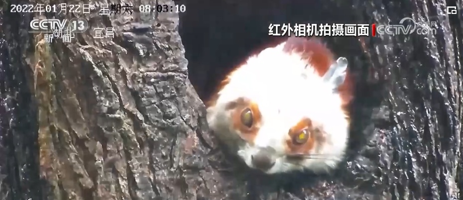 我国生物多样性丰富度上升 消失的野生动物重新出现