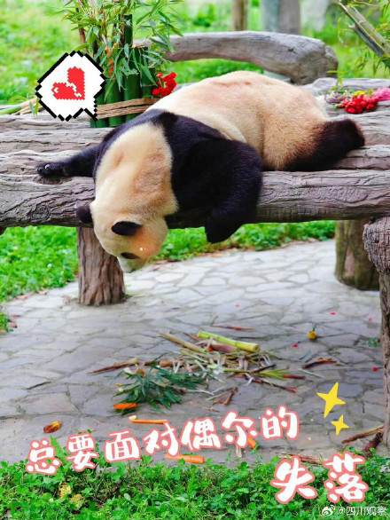 福宝表情包上新了！假如你的上班搭子是熊猫