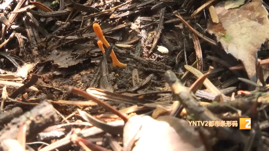 惊不惊喜？昆明捡菌子竟能挖到虫草！是冬虫夏草吗？