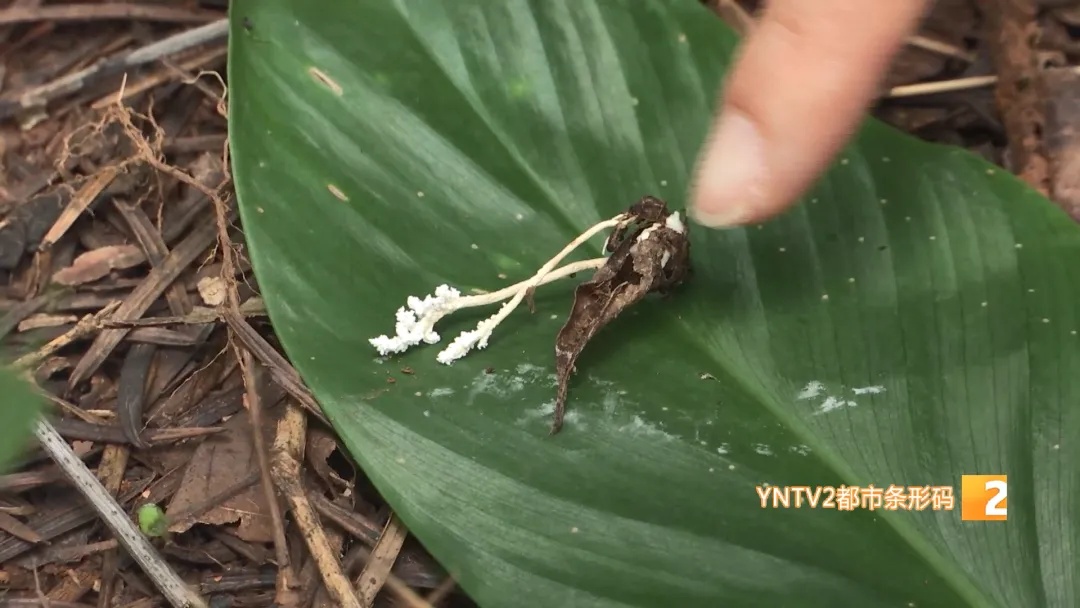 惊不惊喜？昆明捡菌子竟能挖到虫草！是冬虫夏草吗？