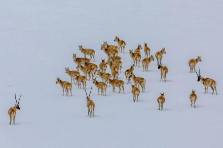 神奇动物在西藏|藏羚羊的迁徙之美 神奇动物在西藏|藏羚羊的迁徙之美
