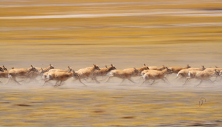 神奇动物在西藏|藏羚羊的迁徙之美 神奇动物在西藏|藏羚羊的迁徙之美