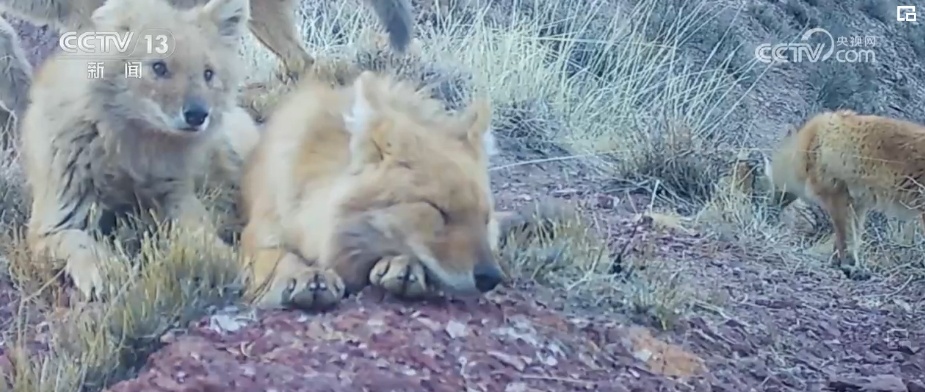我国生物多样性丰富度上升 消失的野生动物重新出现