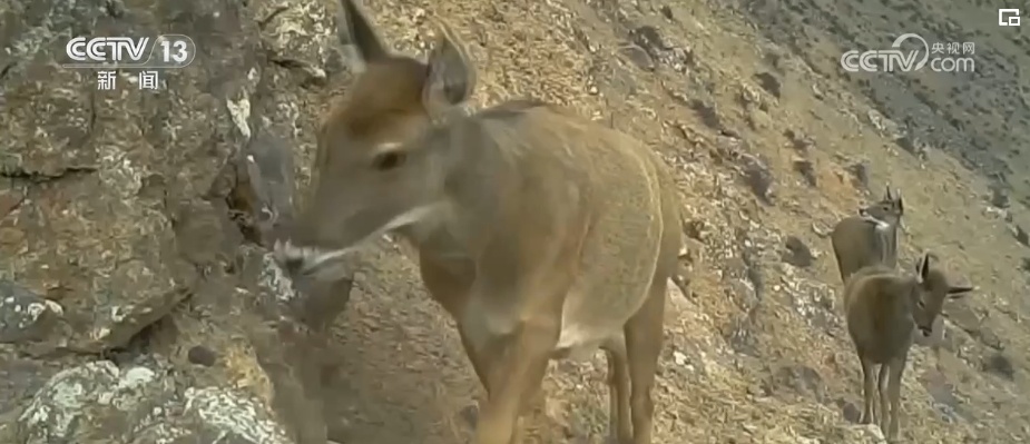 我国生物多样性丰富度上升 消失的野生动物重新出现