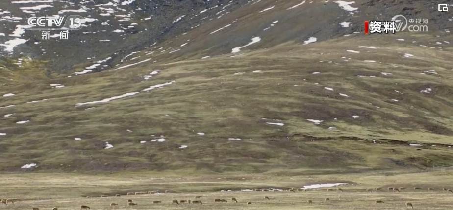 我国生物多样性丰富度上升 消失的野生动物重新出现