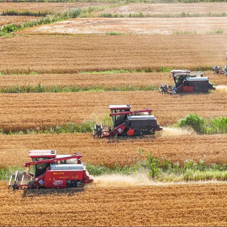 夏至丨蝉鸣惊半夏 晴光映荷花 夏至丨蝉鸣惊半夏 晴光映荷花