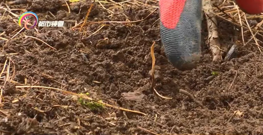 惊不惊喜？昆明捡菌子竟能挖到虫草！是冬虫夏草吗？