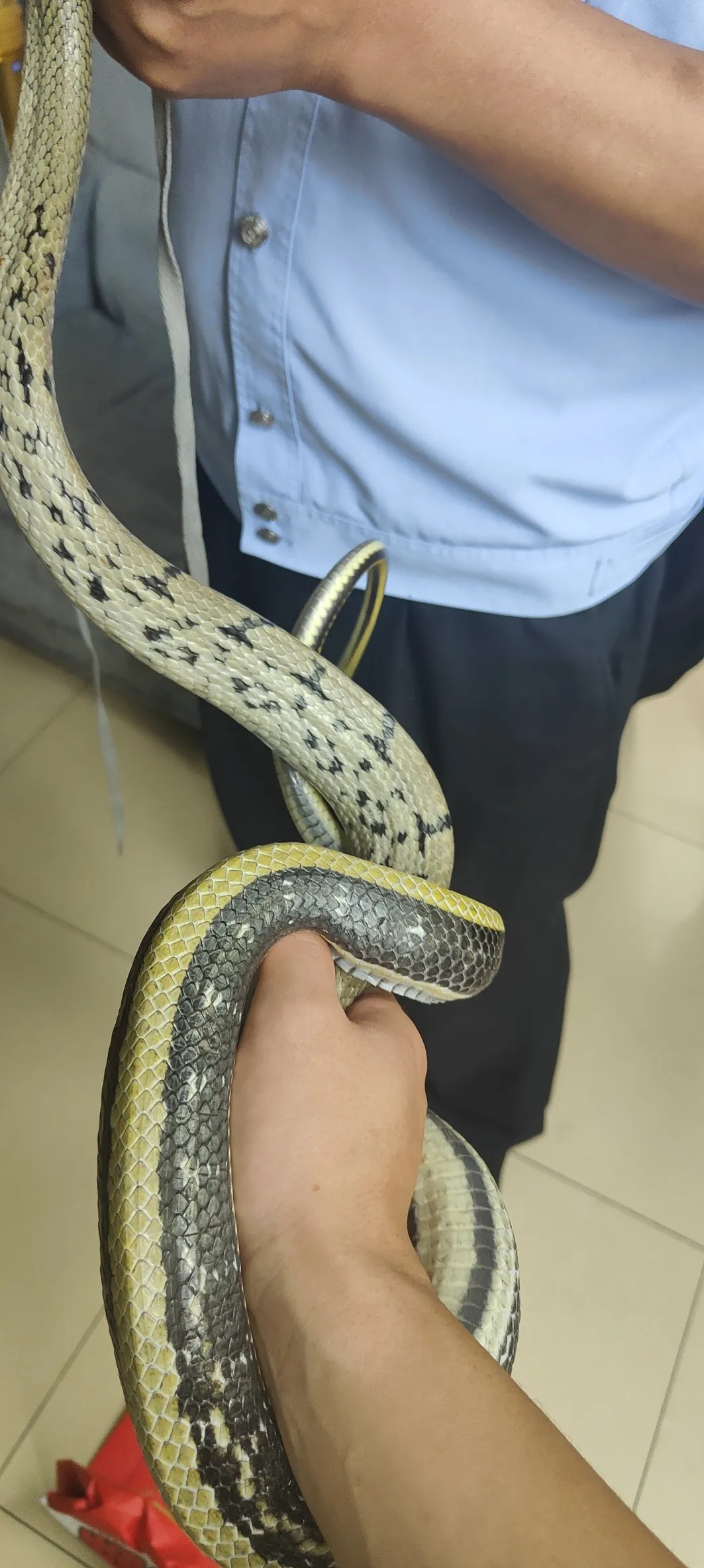 2米长！武汉一店铺惊现大蛇，紧急提醒→