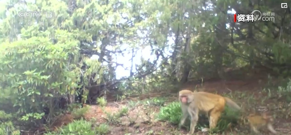我国生物多样性丰富度上升 消失的野生动物重新出现