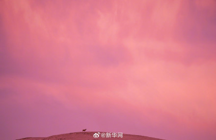 神奇又壮美!每张都是屏保的藏羚羊迁徙大片来了 神奇又壮美!每张都是屏保的藏羚羊迁徙大片来了