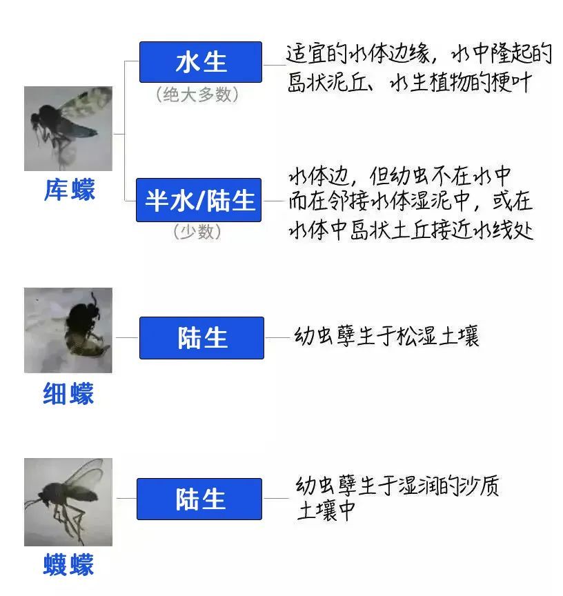 去年被咬的疤还在,今年又被咬!比蚊子还毒的“吸血鬼”又来了,痒到挠出血…… 去年被咬的疤还在,今年又被咬!比蚊子还毒的“吸血鬼”又来了,痒到挠出血……