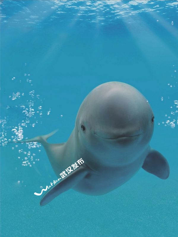 江豚宝宝“F9C24”首次亮相！