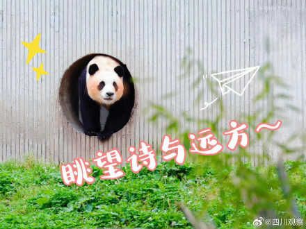 福宝表情包上新了！假如你的上班搭子是熊猫