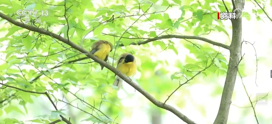 我国生物多样性丰富度上升 消失的野生动物重新出现
