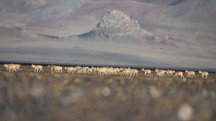 神奇动物在西藏|藏羚羊的迁徙之美 神奇动物在西藏|藏羚羊的迁徙之美