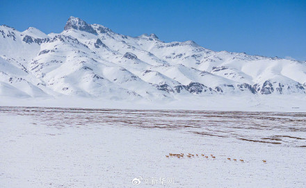 神奇又壮美!每张都是屏保的藏羚羊迁徙大片来了 神奇又壮美!每张都是屏保的藏羚羊迁徙大片来了