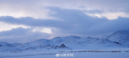 神奇又壮美!每张都是屏保的藏羚羊迁徙大片来了 神奇又壮美!每张都是屏保的藏羚羊迁徙大片来了